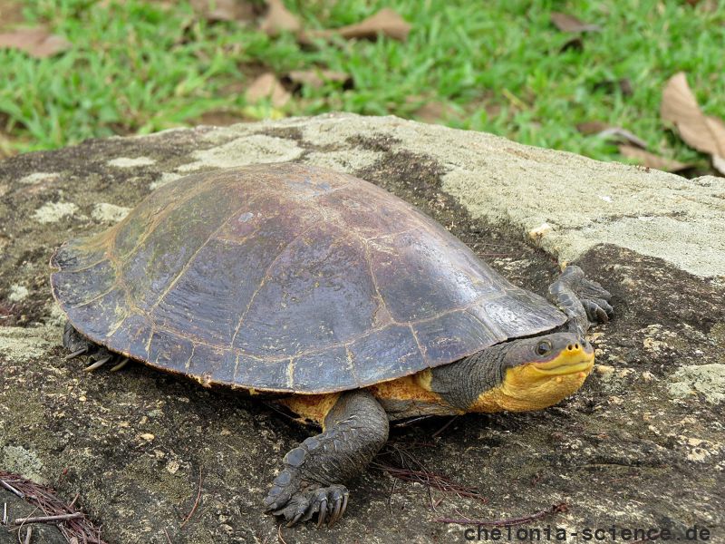 Paraiba-Krötenkopfschildkröte, Ranacephala hogei, auch Mesoclemmys hogei – © Rafael M. Valadao Paraiba-Krötenkopfschildkröte, Ranacephala hogei, auch Mesoclemmys hogei – © Rafael M. Valadao