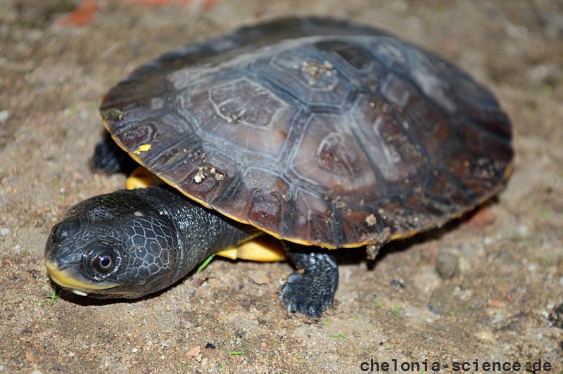 Juruti-Krötenkopfschildkröte, Mesoclemmys jurutiensis, – © Fábio A. G. Cunha Juruti-Krötenkopfschildkröte, Mesoclemmys jurutiensis, – © Fábio A. G. Cunha