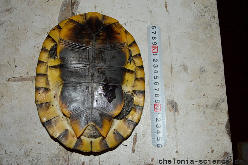 Juruti-Krötenkopfschildkröte, Mesoclemmys jurutiensis, – © Fábio A. G. Cunha Juruti-Krötenkopfschildkröte, Mesoclemmys jurutiensis, – © Fábio A. G. Cunha