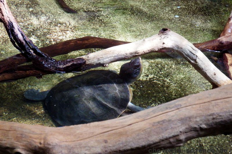 Gewöhnliche Froschkopf-Schildkröte, Mesoclemmys nasuta, – © Hans-Jürgen Bidmon Gewöhnliche Froschkopf-Schildkröte, Mesoclemmys nasuta, – © Hans-Jürgen Bidmon