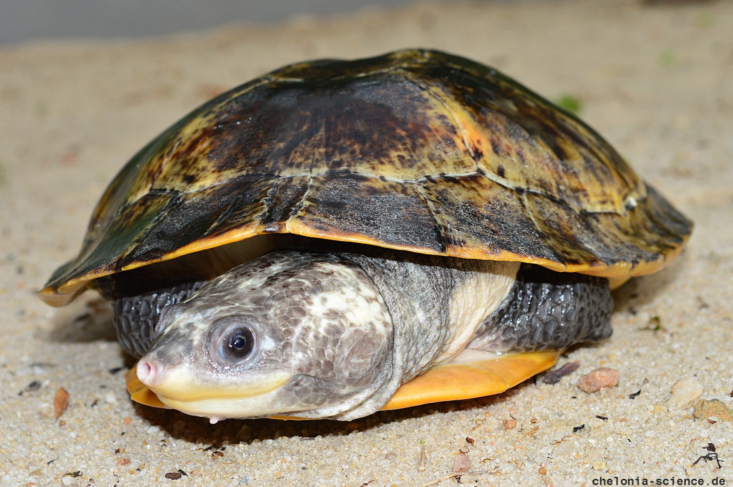 Peruanische Froschkopf-Schildkröte, Mesoclemmys raniceps, – © Fábio A. G. Cunha