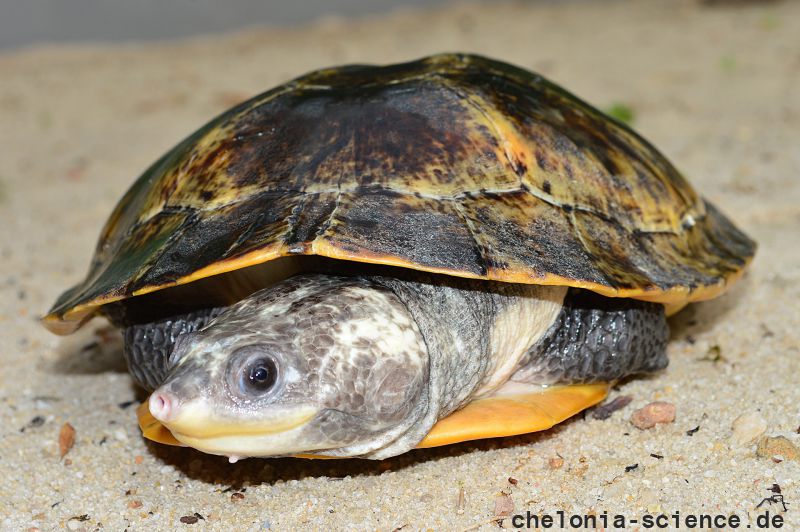 Peruanische Froschkopf-Schildkröte, Mesoclemmys raniceps, – © Fábio A. G. Cunha Peruanische Froschkopf-Schildkröte, Mesoclemmys raniceps, – © Fábio A. G. Cunha