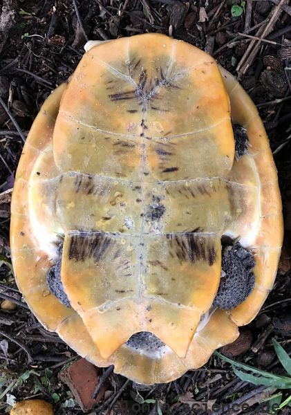 Peruanische Froschkopf-Schildkröte, Mesoclemmys raniceps, – © Fábio A. G. Cunha Peruanische Froschkopf-Schildkröte, Mesoclemmys raniceps, – © Fábio A. G. Cunha