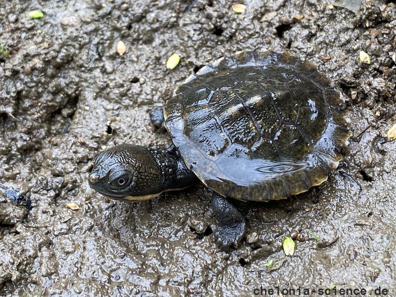 Bells Schnappschildkröte, Myuchelys bellii, ein Schlüpfling – © Louise Streeting Bells Schnappschildkröte, Myuchelys bellii, ein Schlüpfling – © Louise Streeting