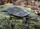 Bellinger-Schnappschildkröte, Myuchelys georgesi, – © Arthur Georges Bellinger-Schnappschildkröte, Myuchelys georgesi, – © Arthur Georges