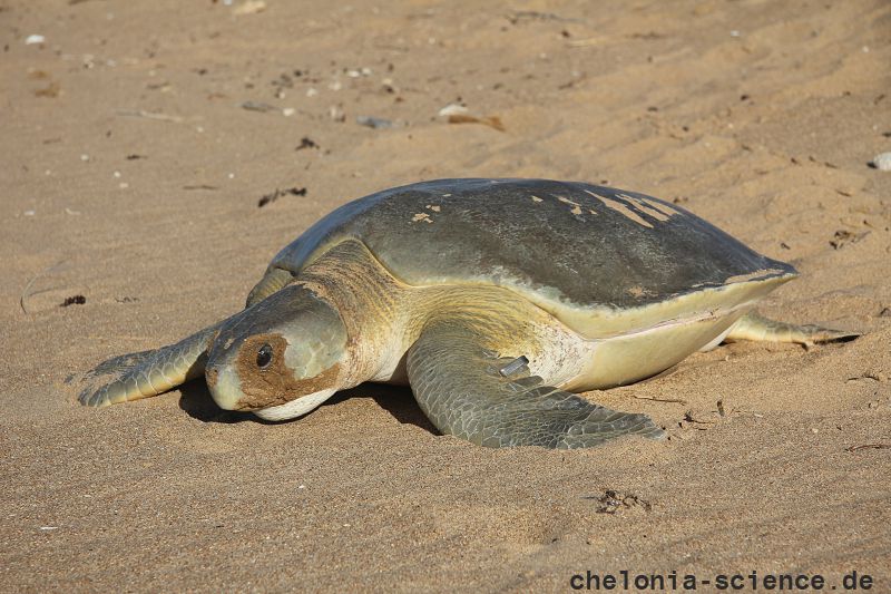 natator depressus paul whittock natator depressus paul whittock