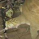 Ganges-Weichschildkröte, Nilssonia gangetica, – © Jonathan Hakim (Herpetological Conservation and Biology 20(2): 413-437) Ganges-Weichschildkröte, Nilssonia gangetica, – © Jonathan Hakim (Herpetological Conservation and Biology 20(2): 413-437)