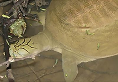 Nilssonia gangetica – Ganges-Weichschildkröte