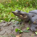 Pfauenaugen-Weichschildkröte, Nilssonia hurum, – © Sreeparna Dutta/TSA Foundation India