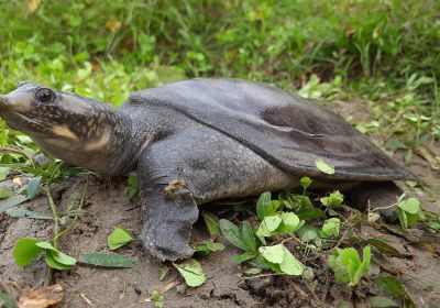 Pfauenaugen-Weichschildkröte, Nilssonia hurum, – © Sreeparna Dutta/TSA Foundation India Pfauenaugen-Weichschildkröte, Nilssonia hurum, – © Sreeparna Dutta/TSA Foundation India