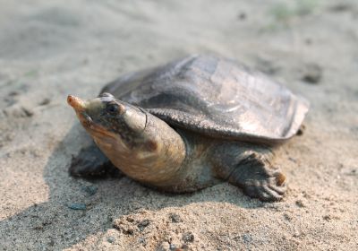 Tempel-Weichschildkröte, Nilssonia nigricans, – © Shailendra Singh/TSA Foundation India