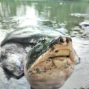 Tempel-Weichschildkröte, Nilssonia nigricans, – © Sushmita Kar/TSA Foundation India