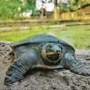 Tempel-Weichschildkröte, Nilssonia nigricans, im ersten Lebensjahr – © Sushmita Kar/TSA Foundation India