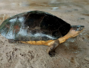 Borneo-Flussschildkröte, Orlitia borneensis, – © Veryl Hasan, Check List, 21: 807-812