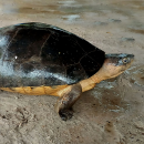 Borneo-Flussschildkröte, Orlitia borneensis, – © Veryl Hasan, Check List, 21: 807-812