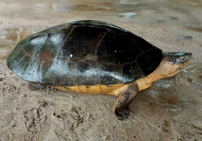Orlitia borneensis – Borneo-Flussschildkröte