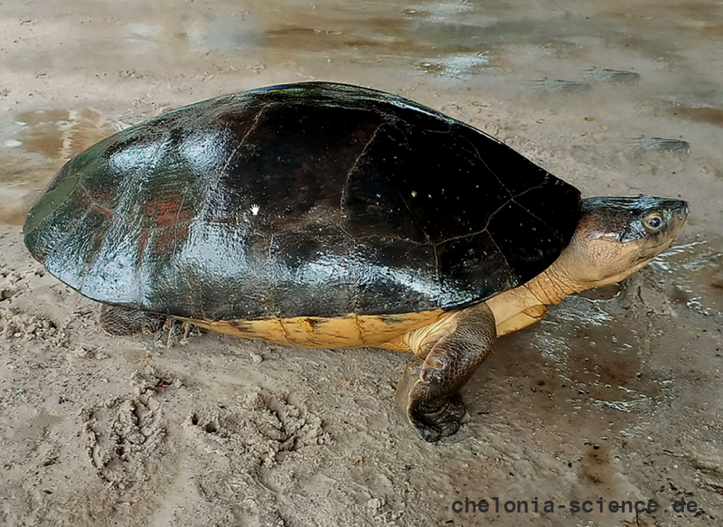 Borneo-Flussschildkröte, Orlitia borneensis, – © Veryl Hasan, Check List, 21: 807-812 Borneo-Flussschildkröte, Orlitia borneensis, – © Veryl Hasan, Check List, 21: 807-812