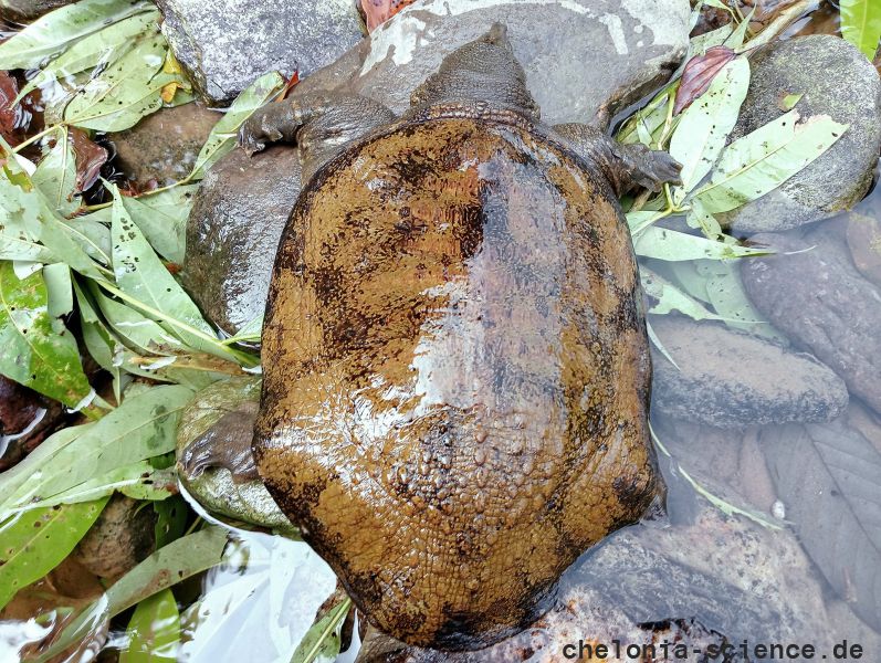 Nackendornen-Weichschildkröte, Palea steindachneri, – © Thuong Van Pham Nackendornen-Weichschildkröte, Palea steindachneri, – © Thuong Van Pham