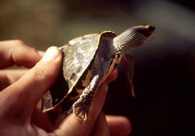 Indische Dachschildkröte, Pangshura tecta, – © Hans-Jürgen Bidmon