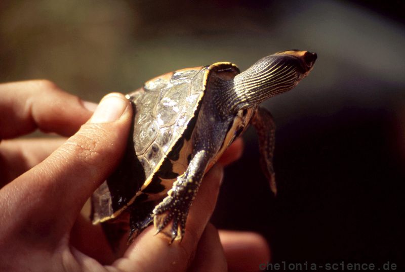 Indische Dachschildkröte, Pangshura tecta, – © Hans-Jürgen Bidmon Indische Dachschildkröte, Pangshura tecta, – © Hans-Jürgen Bidmon