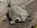 Amur-Weichschildkröte, Pelodiscus maackii, – © Haito Shi