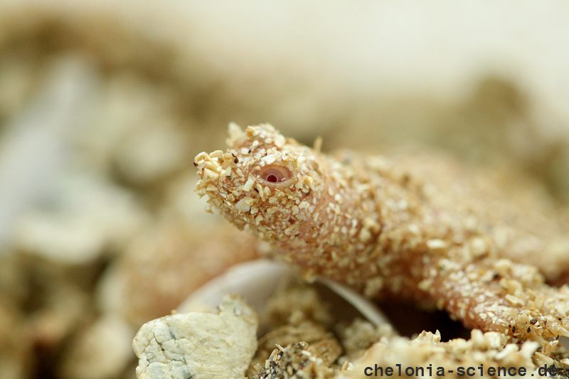 Chinesische Weichschildkröte, Pelodiscus sinensis, ein albinotischer Schlüpfling – © Robert Hentschel (www.chrysemys.com) Chinesische Weichschildkröte, Pelodiscus sinensis, ein albinotischer Schlüpfling – © Robert Hentschel (www.chrysemys.com)