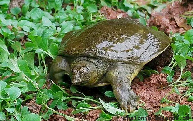 Chinesische Weichschildkröte, Pelodiscus sinensis, ein adultes Exemplar – © Jianhua Zhao Chinesische Weichschildkröte, Pelodiscus sinensis, ein adultes Exemplar – © Jianhua Zhao