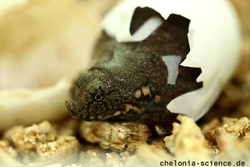 Chinesische Weichschildkröte, Pelodiscus sinensis, ein Schlüpfling – © Robert Hentschel (www.chrysemys.com) Chinesische Weichschildkröte, Pelodiscus sinensis, ein Schlüpfling – © Robert Hentschel (www.chrysemys.com)