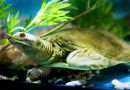 Chinesische Weichschildkröte, Pelodiscus sinensis, ein subadultes Exemplar in menschlicher Obhut – © Jianhua Zhao