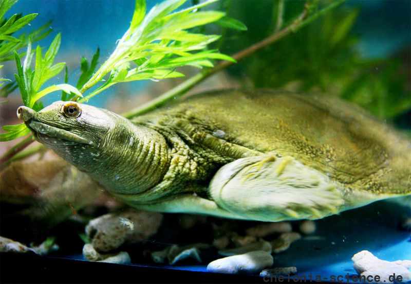 Chinesische Weichschildkröte, Pelodiscus sinensis, ein subadultes Exemplar in menschlicher Obhut – © Jianhua Zhao Chinesische Weichschildkröte, Pelodiscus sinensis, ein subadultes Exemplar in menschlicher Obhut – © Jianhua Zhao