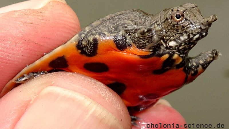 Gefleckte Weichschildkröte, Pelodiscus variegatus, eine Nachzucht, die später wieder angesiedelt wurde – © Thomas Ziegler Gefleckte Weichschildkröte, Pelodiscus variegatus, eine Nachzucht, die später wieder angesiedelt wurde – © Thomas Ziegler