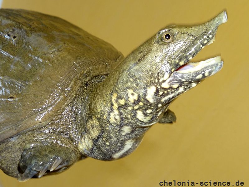 Gefleckte Weichschildkröte, Pelodiscus variegatus, ein adultes Exemplar – © Thomas Ziegler Gefleckte Weichschildkröte, Pelodiscus variegatus, ein adultes Exemplar – © Thomas Ziegler