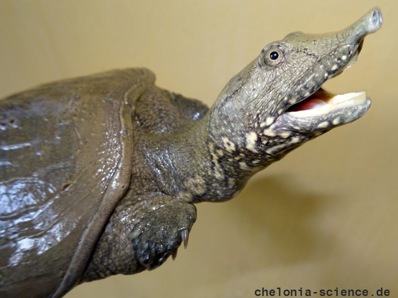 Gefleckte Weichschildkröte, Pelodiscus variegatus, ein adultes Exemplar – © Thomas Ziegler Gefleckte Weichschildkröte, Pelodiscus variegatus, ein adultes Exemplar – © Thomas Ziegler