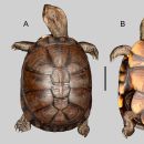 pelusios hyneki hyneki moravec