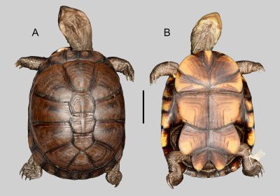 Pelusios hyneki hyneki, – © Jiří Moravec (Two new African hinged terrapins (Testudines: Pelomedusidae: Pelusios). – Zootaxa 5717(3): 301-317)