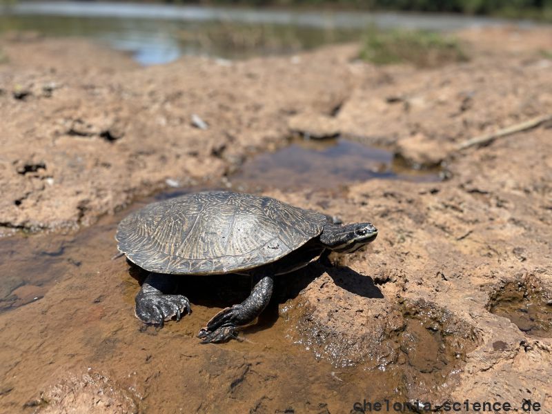 Williams Krötenkopfschildkröte, Phrynops williamsi, – © Rafael M. Valadão Williams Krötenkopfschildkröte, Phrynops williamsi, – © Rafael M. Valadão