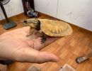 Großkopfschildkröte, Platysternon megacephalum, ein Präparat – © Hilmar Hufer