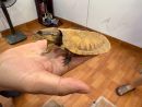 Großkopfschildkröte, Platysternon megacephalum, ein Präparat – © Hilmar Hufer Großkopfschildkröte, Platysternon megacephalum, ein Präparat – © Hilmar Hufer