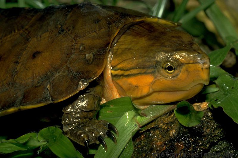 Großkopfschildkröte, Platysternon megacephalum peguense, – © Thomas Ziegler Großkopfschildkröte, Platysternon megacephalum peguense, – © Thomas Ziegler