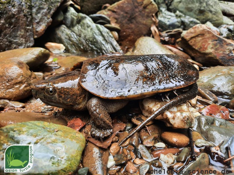 Großkopfschildkröte, Platysternon megacephalum peguense, aus dem asian turtle program – © Minh Duc Le Großkopfschildkröte, Platysternon megacephalum peguense, aus dem asian turtle program – © Minh Duc Le