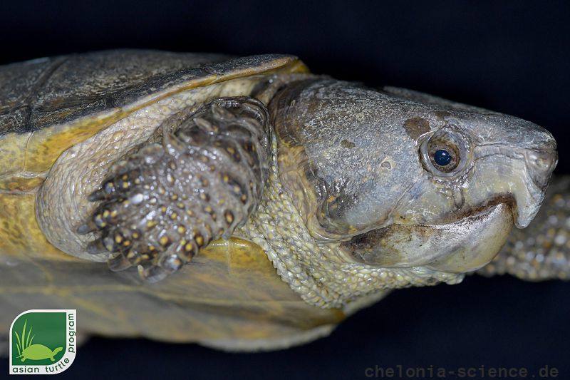 Großkopfschildkröte, Platysternon megacephalum peguense, aus dem asian turtle program – © Minh Duc Le Großkopfschildkröte, Platysternon megacephalum peguense, aus dem asian turtle program – © Minh Duc Le