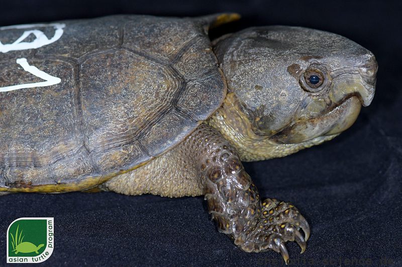 Großkopfschildkröte, Platysternon megacephalum peguense, aus dem asian turtle program – © Minh Duc Le Großkopfschildkröte, Platysternon megacephalum peguense, aus dem asian turtle program – © Minh Duc Le