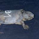 Großkopfschildkröte, Platysternon megacephalum peguense, aus dem asian turtle program – © Minh Duc Le