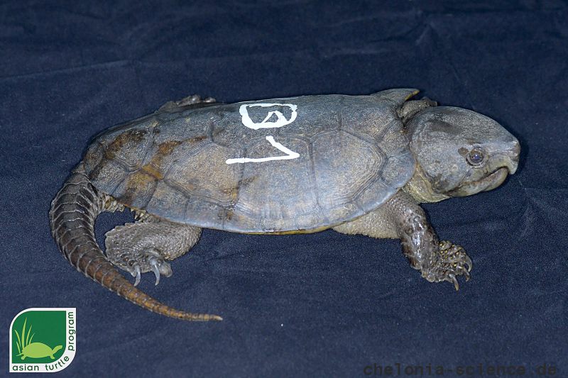 Großkopfschildkröte, Platysternon megacephalum peguense, aus dem asian turtle program – © Minh Duc Le Großkopfschildkröte, Platysternon megacephalum peguense, aus dem asian turtle program – © Minh Duc Le