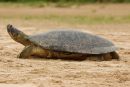 Arrauschildkröte, Podocnemis expansa, – © Camila R. Ferrara