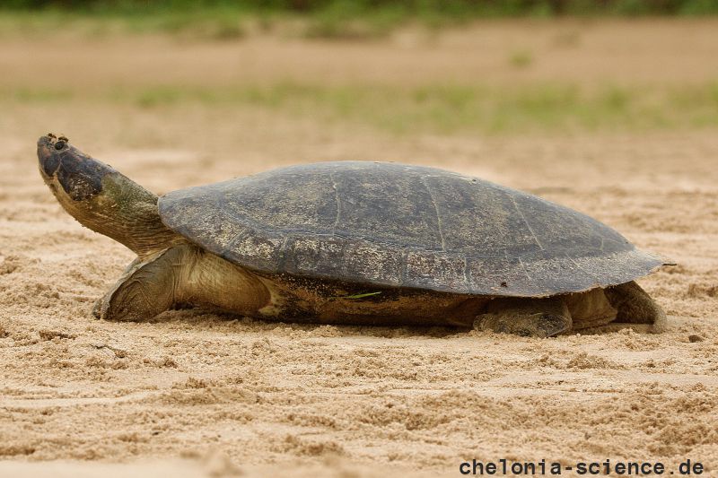Arrauschildkröte, Podocnemis expansa, – © Camila R. Ferrara Arrauschildkröte, Podocnemis expansa, – © Camila R. Ferrara