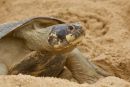 Arrauschildkröte, Podocnemis expansa, ein nistendes Weibchen – © Camila R. Ferrara