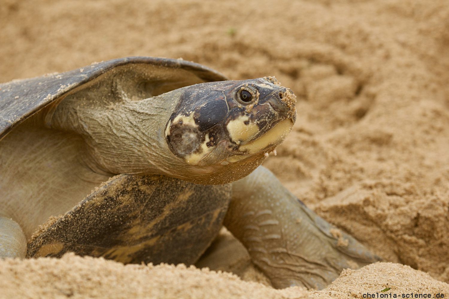 Arrauschildkröte, Podocnemis expansa, ein nistendes Weibchen – © Camila R. Ferrara
