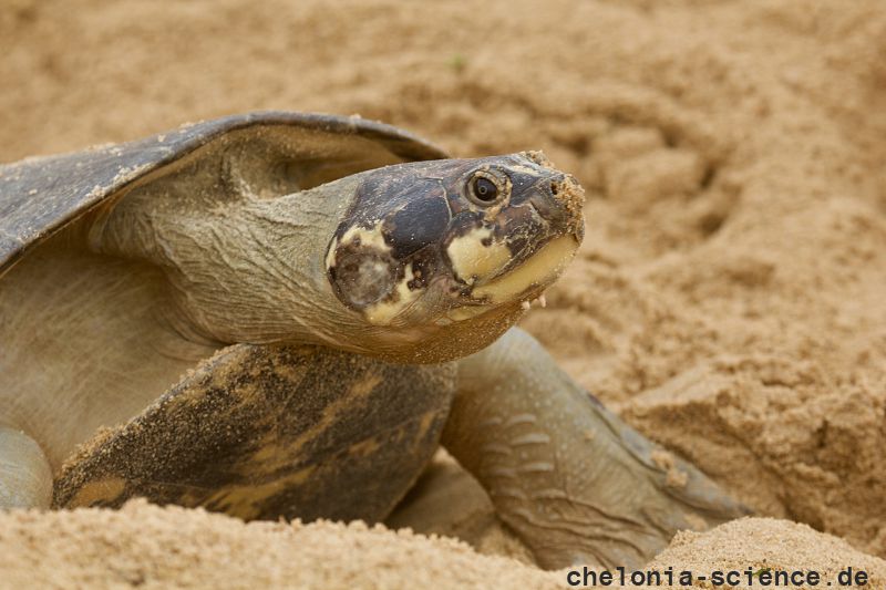 Arrauschildkröte, Podocnemis expansa, ein nistendes Weibchen – © Camila R. Ferrara Arrauschildkröte, Podocnemis expansa, ein nistendes Weibchen – © Camila R. Ferrara