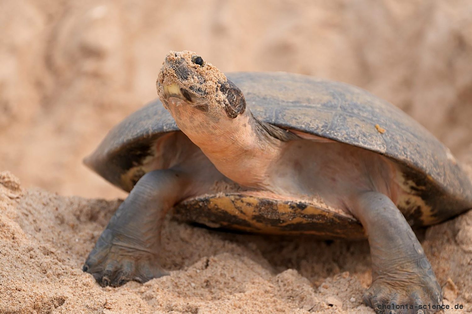 Arrauschildkröte, Podocnemis expansa, ein nistendes Weibchen – © Camila R. Ferrara